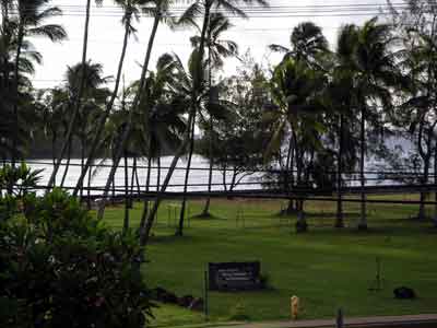 a park with palm trees