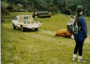 Suzanne watches a cow drag race