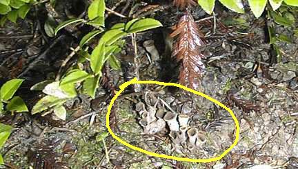 Some very small black chanterelle